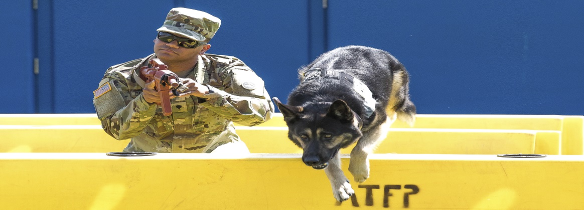 Buzo, an Army working dog, jumps a barricade during the 2019 National Police Week Top Dog competition at Yokota Air Base, Japan, May 24, 2019. Airmen, soldiers, sailors and Japan Air Self-Defense Force service members took part in the event.